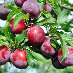 نهال آلو بخارا