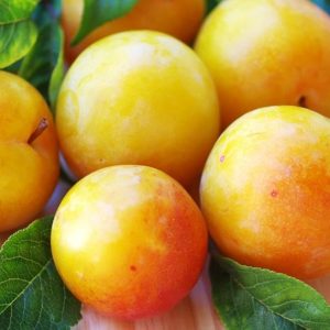 نهال آلو زرد گوگان