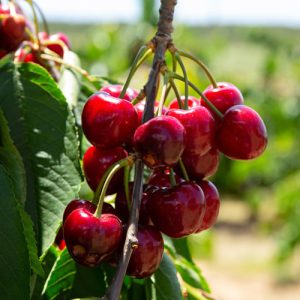 نهال آلبالو مورلو