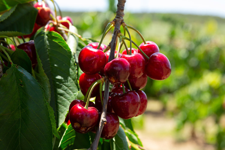 البالو-گوشواره-ای-