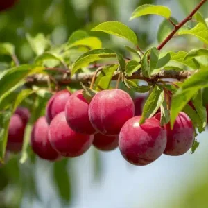 نهال آلو تو سرخ