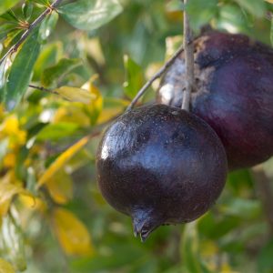 نهال انار دانه سیاه