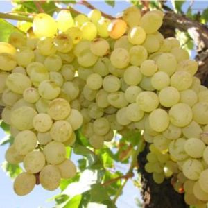 نهال انگور خلیلی