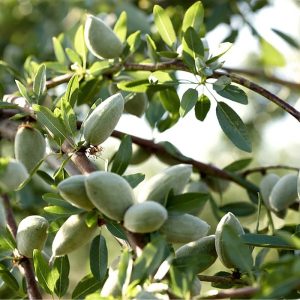 نهال بادام فرانیس کلون