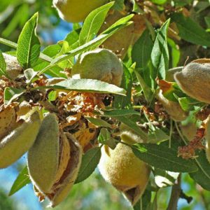 نهال بادام نان پاریل