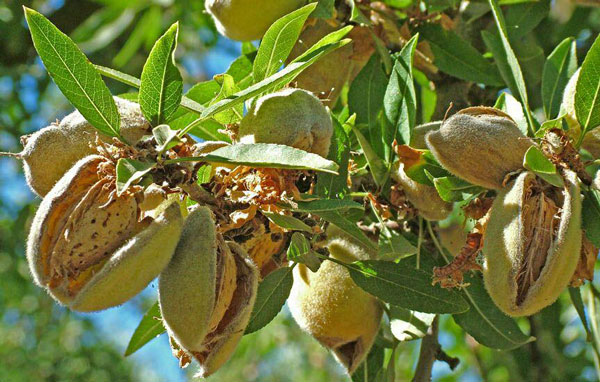 بادام نان پاریل