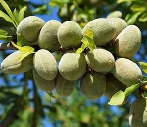 نهال بادام گلوریت