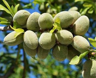 بادام گلوریت