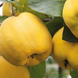 نهال به ترش(به محلی)