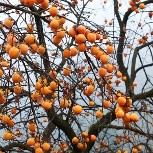 نهال خرمالو ارموند