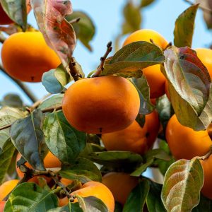 نهال خرمالو فویو(گوجه ای)