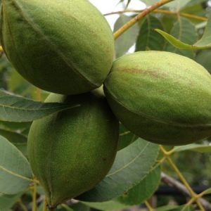 نهال گردو پکان