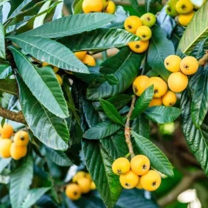 نهال ازگیل ژاپنی