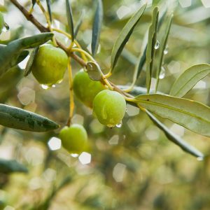 نهال زیتون مانزالیا