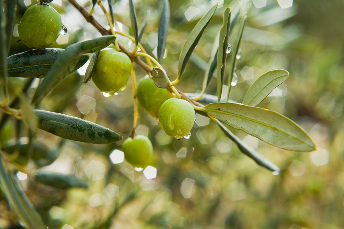 زیتون-مانزالیا-۳-پالیز-نهال-min