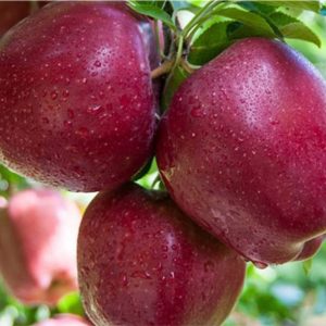 سیب استارکینگ