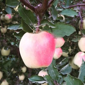 نهال سیب سفید شیشه ای