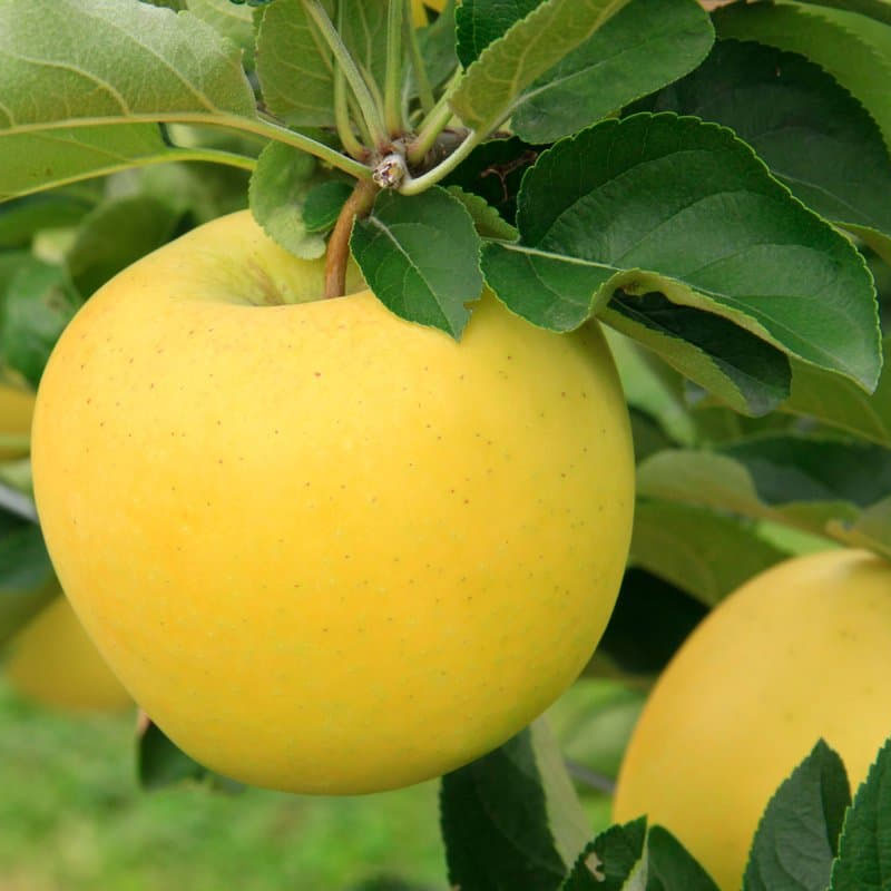 سیب-سفید-قندی