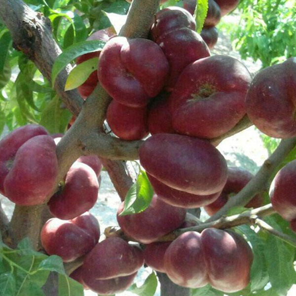 شلیل-انجیری-1