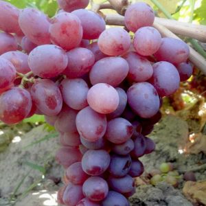 نهال انگور صاحبی