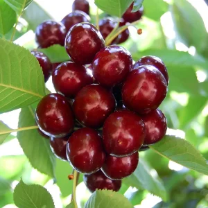 نهال گیلاس مالزیا