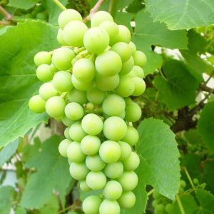 نهال انگور لعل