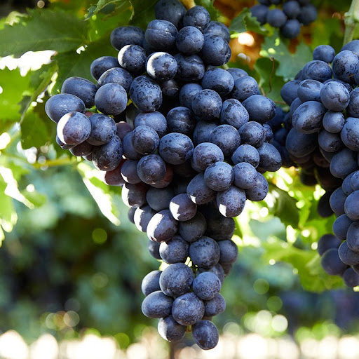 مویز-ترکمن-۲