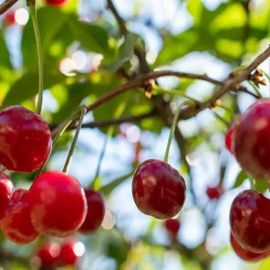 نهال آلبالو بوترمو