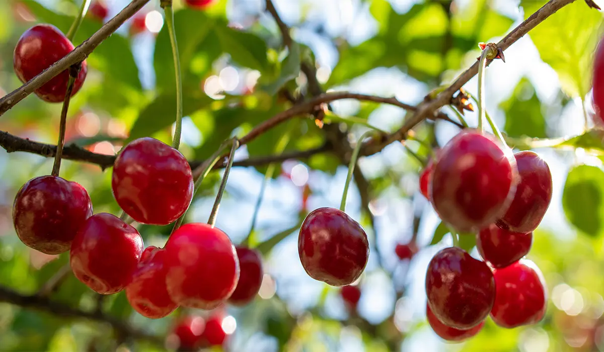 نهال-آلبالو-بوتورمو-۴-برتر-نهال