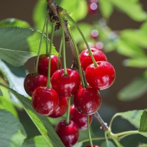 نهال آلبالو مورنثی