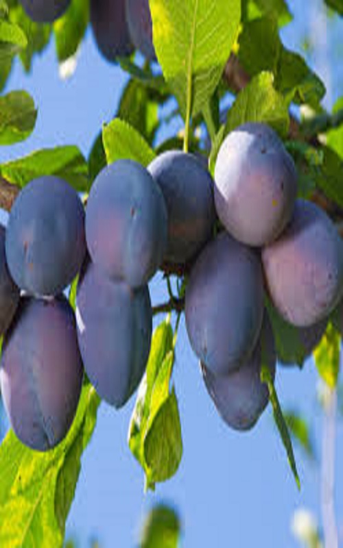 نهال-آلو-بلک-دیو-7