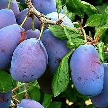 نهال آلو رویال