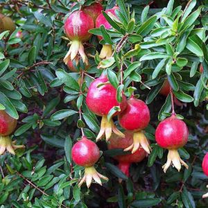 نهال انار بی دانه ژله ای