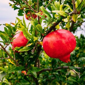 نهال انار ردگلوب