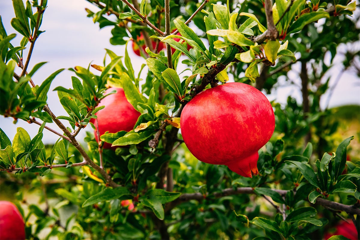 نهال-انار-گرین-گلوب-۱-پالیز-نهال-min