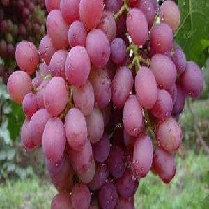 نهال انگور امپرور