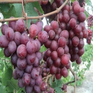 نهال انگور تامپسون سیدلس