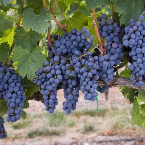 نهال-انگور-ترکمن-4