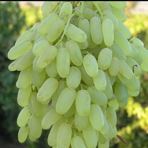 نهال-انگور-حسینی