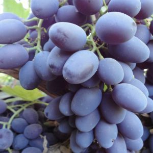 نهال انگور شاهانی