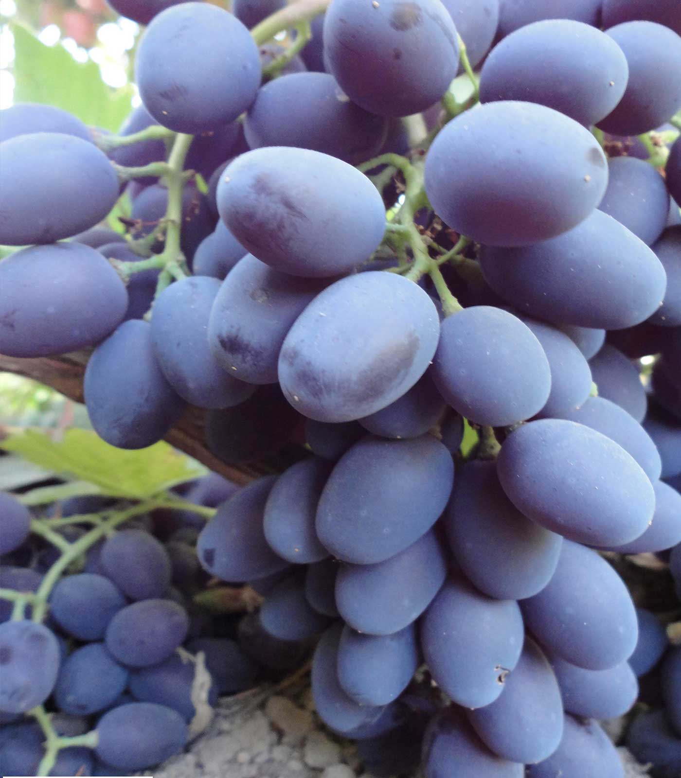 نهال-انگور-شاهانی