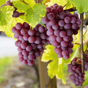 نهال انگور فیلم سیدلس