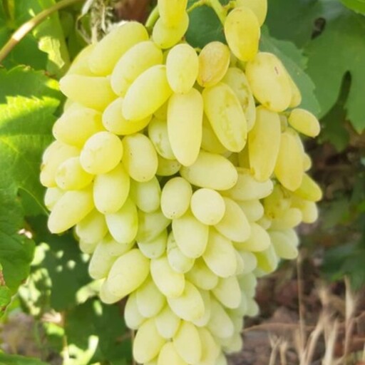 نهال-انگور-پیکامی