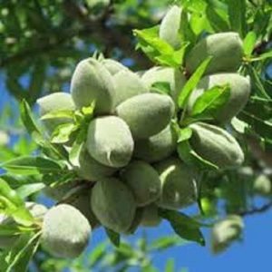 نهال بادام خوشه ای رویال