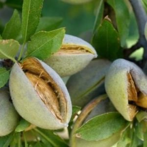 نهال بادام شاهرودی 21