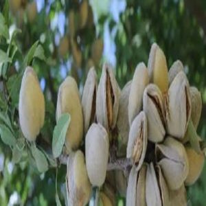 نهال بادام فراستار کلون