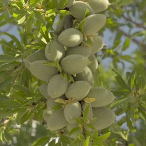 نهال بادام یلدا