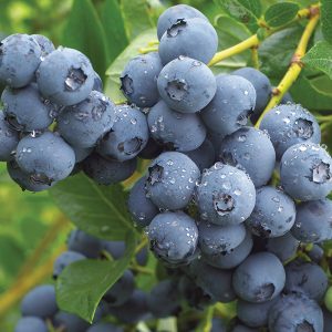 نهال بلوبری دوک