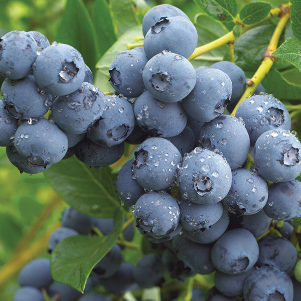 نهال-بلوبری-دوک