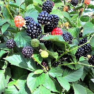 نهال بلک بری